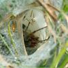 307393 – Photo : Cédric Mondy – France (56)